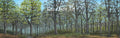 Old Growth American Forest Scenic Backdrop Version A