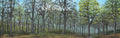 Old Growth American Forest Scenic Backdrop Version B